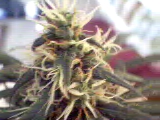 Plant went hermie.Had to harvest one of my plants...Here is the top of the bud.