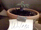 This is Wilma...2 weeks old from seed. But just look at her now in the other pics! taken 3/25/04