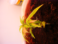not sure what the yellowing/brown is caused from...help