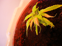 not sure what the yellowing/brown is caused from...help