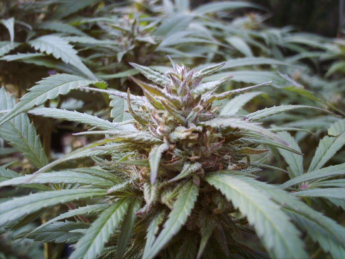 Nice lookin bud. Sticky 