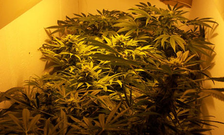 Different location, same strain,same light.