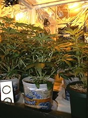 day 7 of 12/12
you can almost see my temp is around 72F and my humidity is below 50% almost 40%