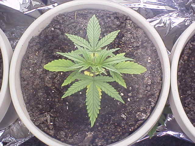 What can i say...OH MY GOD THEY LOOK LIKE POT!!!!!!!!!
