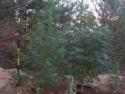 put both in ground, one on right has her buds starting to form, but i cant get my crappy digi that close, so until they get bigger i have some pics that show it sumwhat