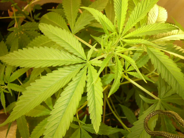 Birdseye View