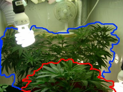 Another shot of both plants with all 11 light bulbs going. 8x40W-4ft floros and 3x26W CFL's. The one outlined in Red is the clone, the Blue is the mother. :)