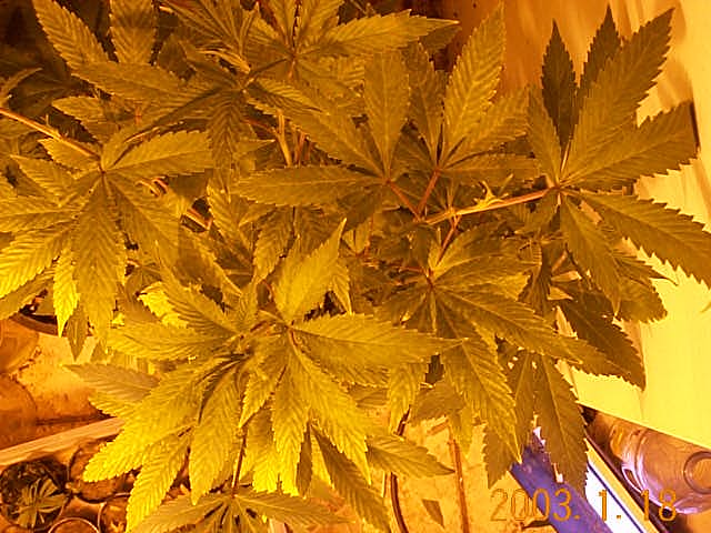 4 aFGHANIS 3 sAT/INDI HYBRIDS. cLONE 30 TO BUD.