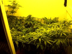 Mother clone and 2 original seeds, all different strains, a few weeks into flower now almost ready for new years :)