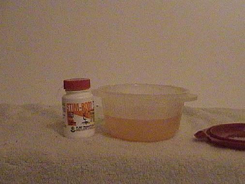 2. Mix 1/8 tsp. root stim powder in 1c water. If you find it hard to mix put in to tuperwhare continer and shake vigorusly.