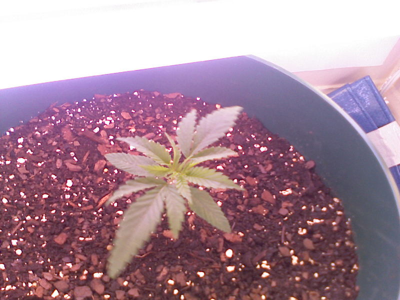 Day 13 - Well I thought my plants were getting too tall too fast and read that could be due to a lack of intensity in the light provided. So I added more light! The little guy is likin' it!