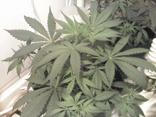Day 35- This is the runt of the litter.  With my luck this one will be female.  But hey bud is bud right?