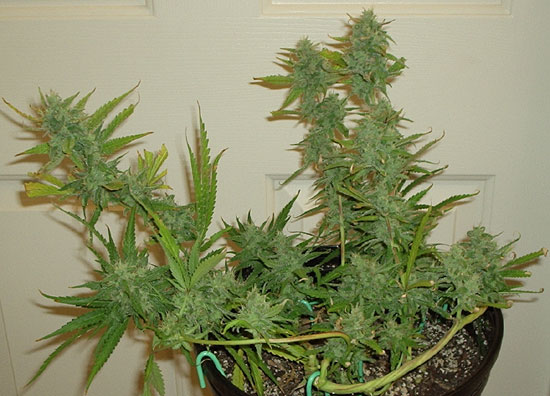 This one will go a full 70 days to compare with first clone