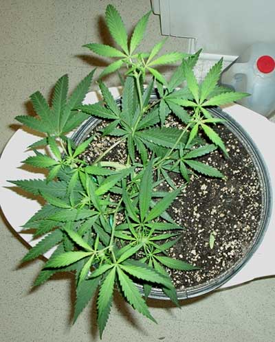 Recently transplanted into 3gal pots, continuing to JOG.