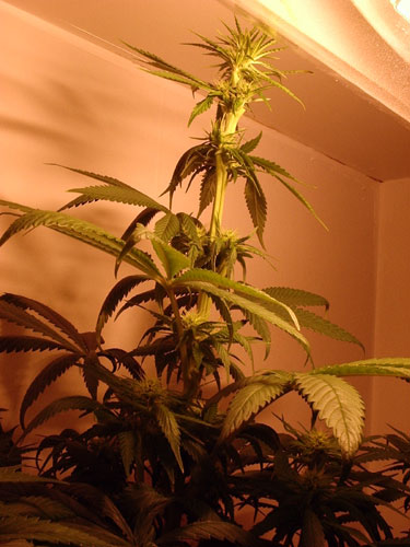 i trimmed a few small-medium fan leaves that were touching or very near the cool tube, then i rotated the cool tube so that it is pointed at the side of the main cola