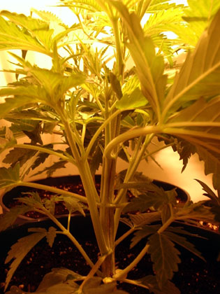 secondary growth on the Aurora77 (Tiberon finally named his cross)