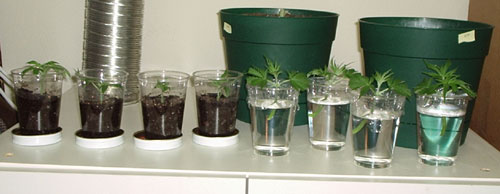 4 Blueberry (in soil) and 4 Aurora 77 (in water)
