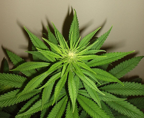 unfortunately i wasn't consistent enough and missed a couple of nodes that i should have pinched, so she has grown too close to the light -- yellow tips could be a sign of light stress