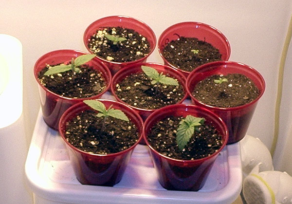 7 seedlings total; 3 fem'd & 4 unknown