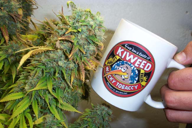 The Biggest Bud off the Biggest plant.