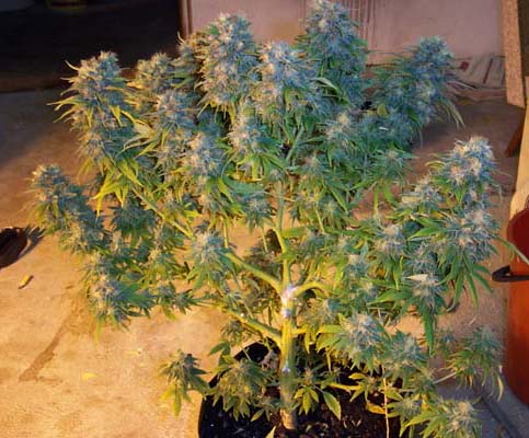 All trimmed and ready for harvesting