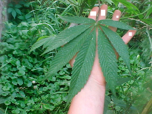 each fan leaf is bigger than my hand
