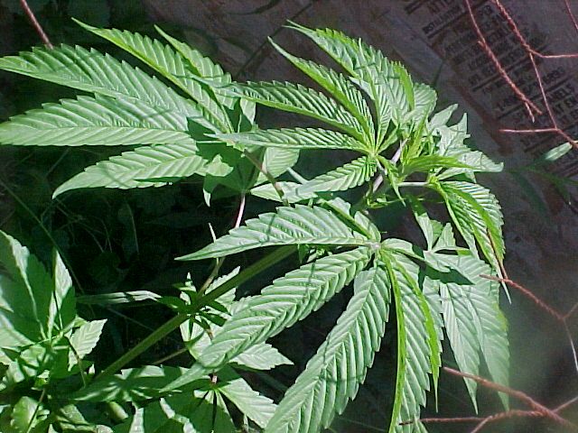 just another look at some foliage