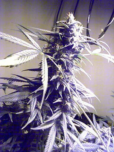 close-up sativa pheno