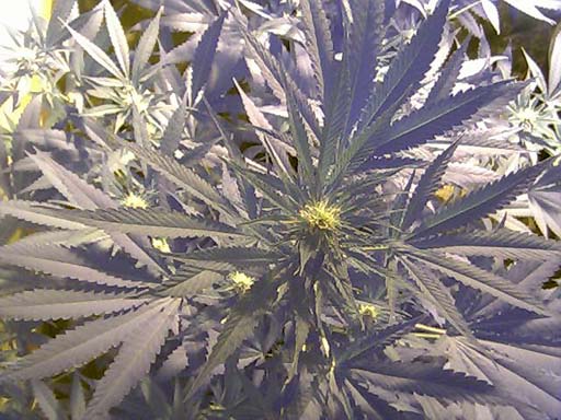 another one - day 14 flower