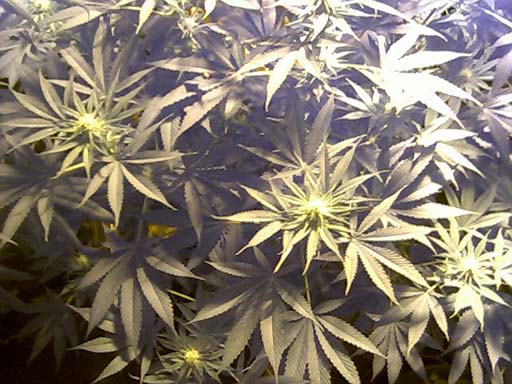 day 14 flower - they have nice tight bud-leaf development, and they are by far the strongest/best smelling out of the three strains (so far!)