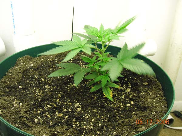 this is the last seed that took from the WW stock I had. (prayin' for a fem)