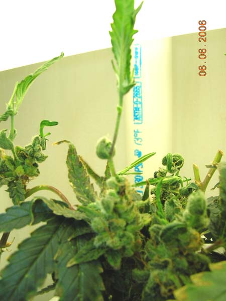 This is some new growth emerging from one of the many popcorn buds I left on this plant.