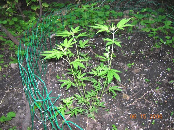 I never really had the opportunity to do an outdoor grow b-4, but I have recently found a good stealthy site.
