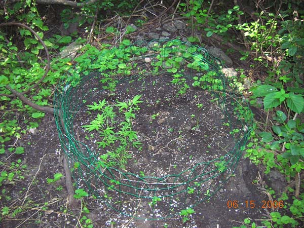 a little further away.
There are 6 plants in here, but vermin chewed on a couple of them. (that's what sux about outdoor growin'.