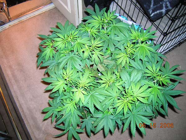 back to the indoor activities.......it's been 1 week for this baby, and I'm crossing my fingers and my toes for a fem.   (to me, it looks like she's leaning that way!)