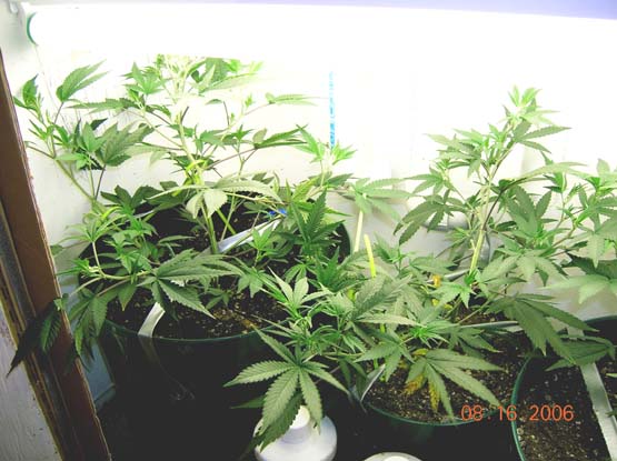 I'm anxious to get these WW clones outta here, and into 12/12. I don't want them to get too big, 'cause my flower room will only accomodate 2 small plants, or 1 large one. At least 1 of these is gonna have to finish outdoors