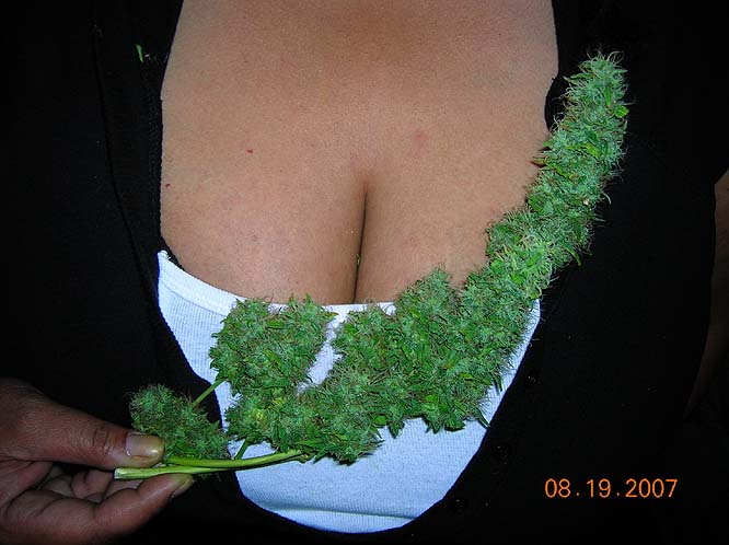 Boobs and bud......what more can U ask for?!!