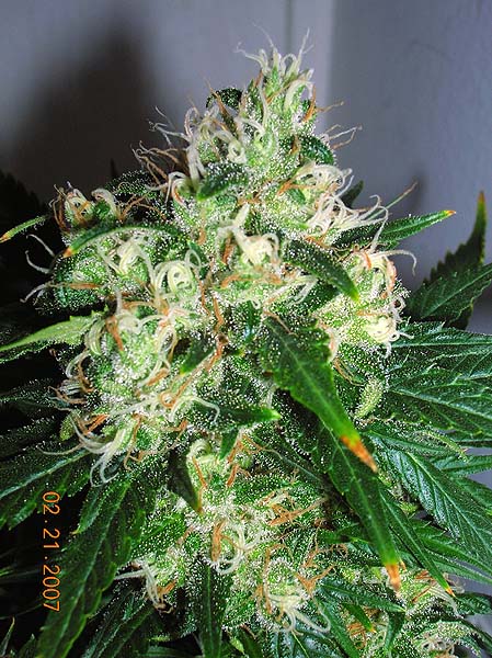 AI 8 weeks close-up