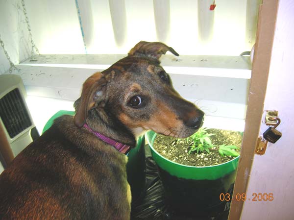 My best friend likes to hang out in the grow-room with me.