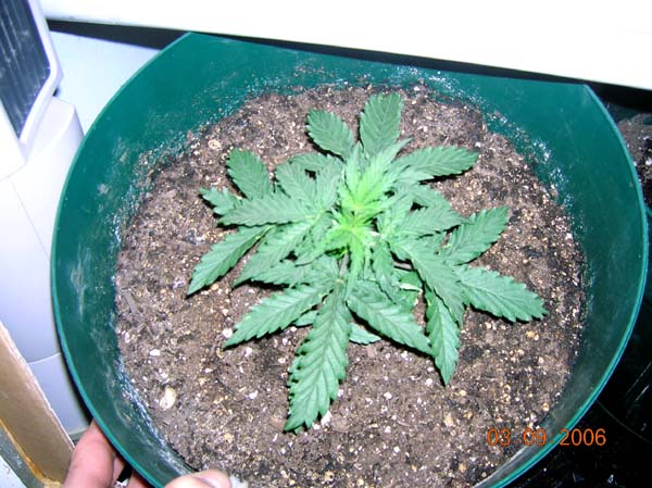 (S.African Durban) X Skunk #1 a lil' over 2 weeks old.