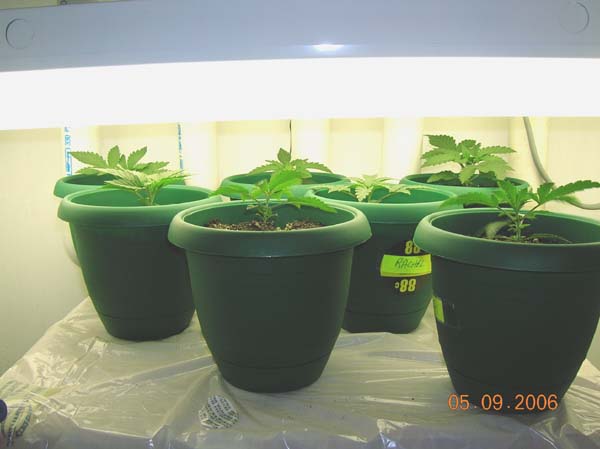 These are some bag seedlings that I will be putting outdoors on Mothers Day