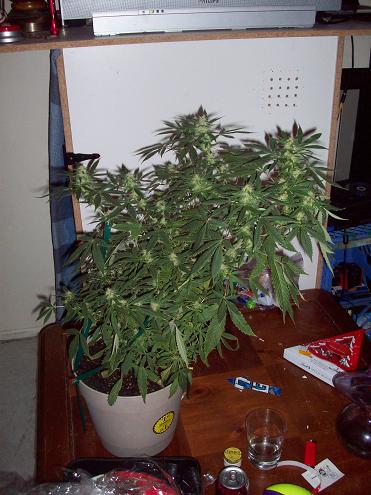 small but filling out.