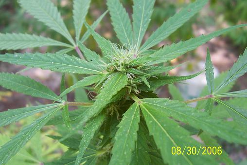 i like how the lower buds have already started growing into the buds higher on the stems