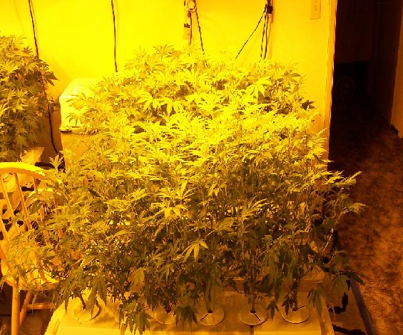 Flowering second table.