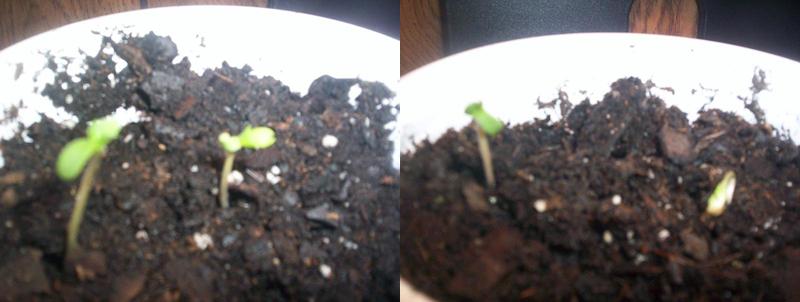 This picture was taken right close to the 24 hour mark after being planted and then put under a cool blue 120 watt fluorescent light for 12 hours.