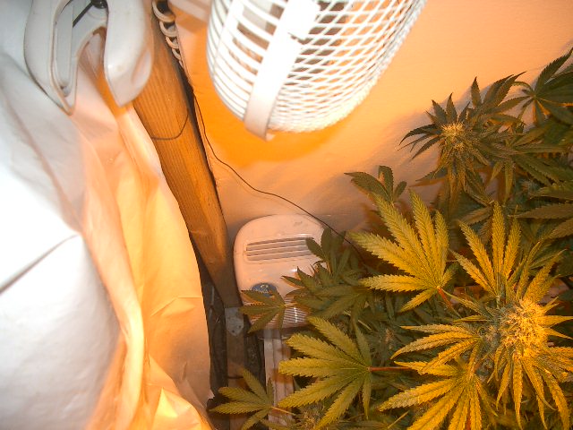 The oscillating fan keeps air moving around, and I added a dehumidifier after some bud rot last year. The dehumidifier blows warm, dry air up to the fan and the fan moves it over the buds. Both Wal-Mart specials.