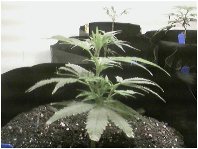 Week 2