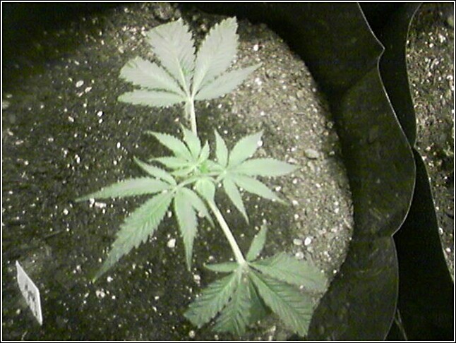 Week 2