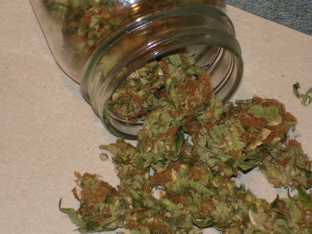 Curing buds

 The Hermi Mendocino ~ love
