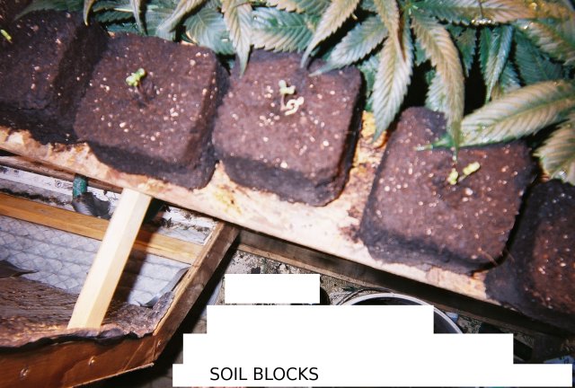 A picture of soil blocks.  A old time way to start seeds.
